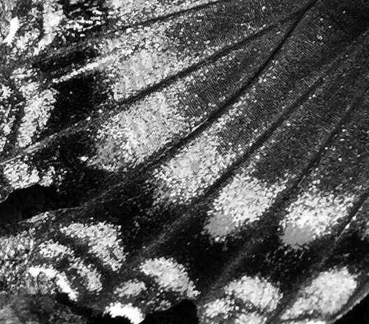 Black and white study of butterfly wing scales
